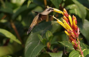 Guatemala birding tours