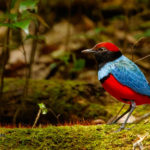 Sulawesi birding adventure