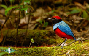 Sulawesi birding adventure