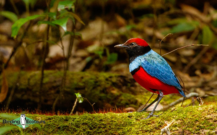 Sulawesi birding adventure