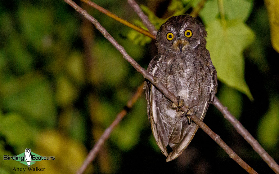 Sulawesi birding adventure