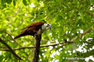 Panama birding tours