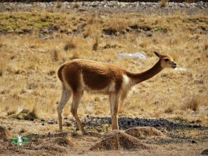 Central Peru trip report