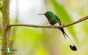Colombian birding tours
