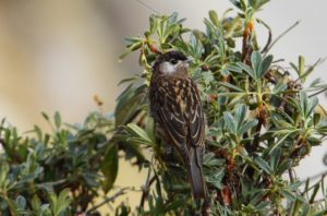 Central Peru trip report