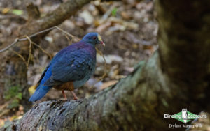 Dominican republic birding tours