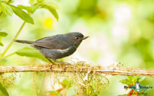 Ecuador birding tour