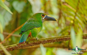 Colombian birding tours