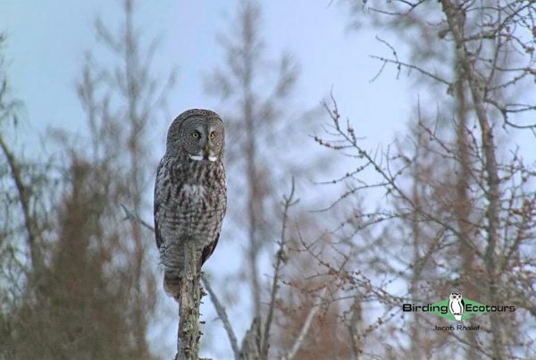 Minnesota trip report