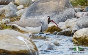 Northern India trip report