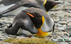 Marion Island cruise