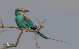 Ghana birding tours