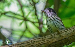 Gabon birding tours