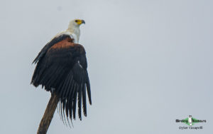 Botswana birding tours