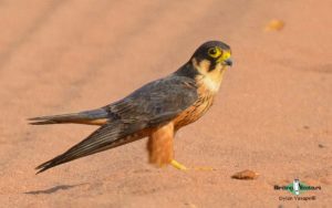 Namibia birding tours