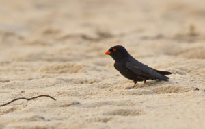 Gabon birding tours