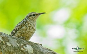 Ghana birding tours