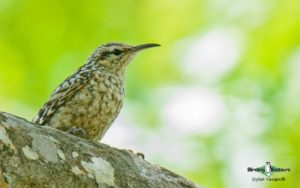 Zimbabwe birding tours