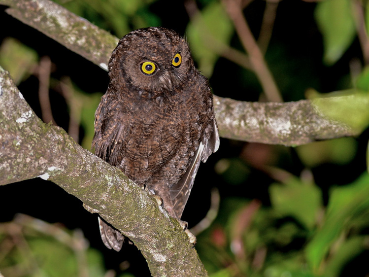 Comoros birding tours