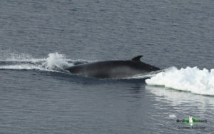 Antarctica birding tours