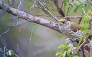 Dominican republic birding tours