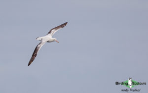 Australasian birding tours