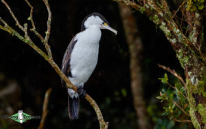 New Zealand birding tours