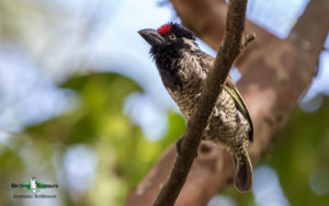 Ethiopia birding tours