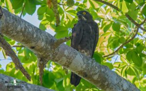 Zimbabwe birding tours