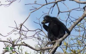 Gabon birding tours