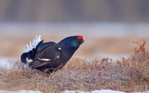 Finland birding tours