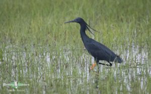 Botswana birding tours
