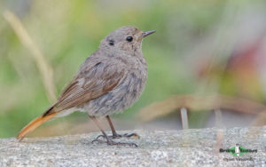 Turkey birding tours