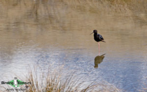 New Zealand birding tours