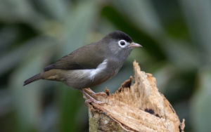 Sao Tome and Principe birding tours