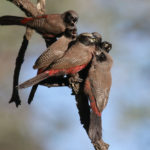 Botswana birding tours