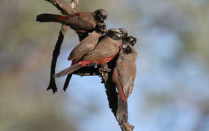 Botswana birding tours