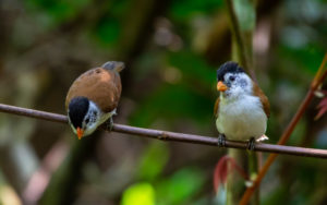 Vietnam birding tours