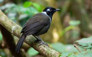 Vietnam birding tours