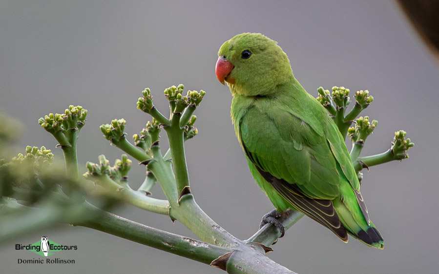 Ethiopia birding tours