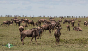 Tanzania birding tours