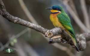 Ethiopia birding tours