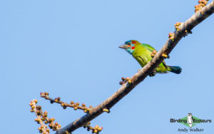 Thailand birding tours