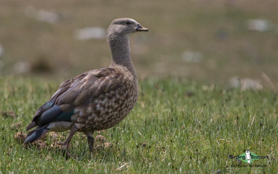 Ethiopia birding tours