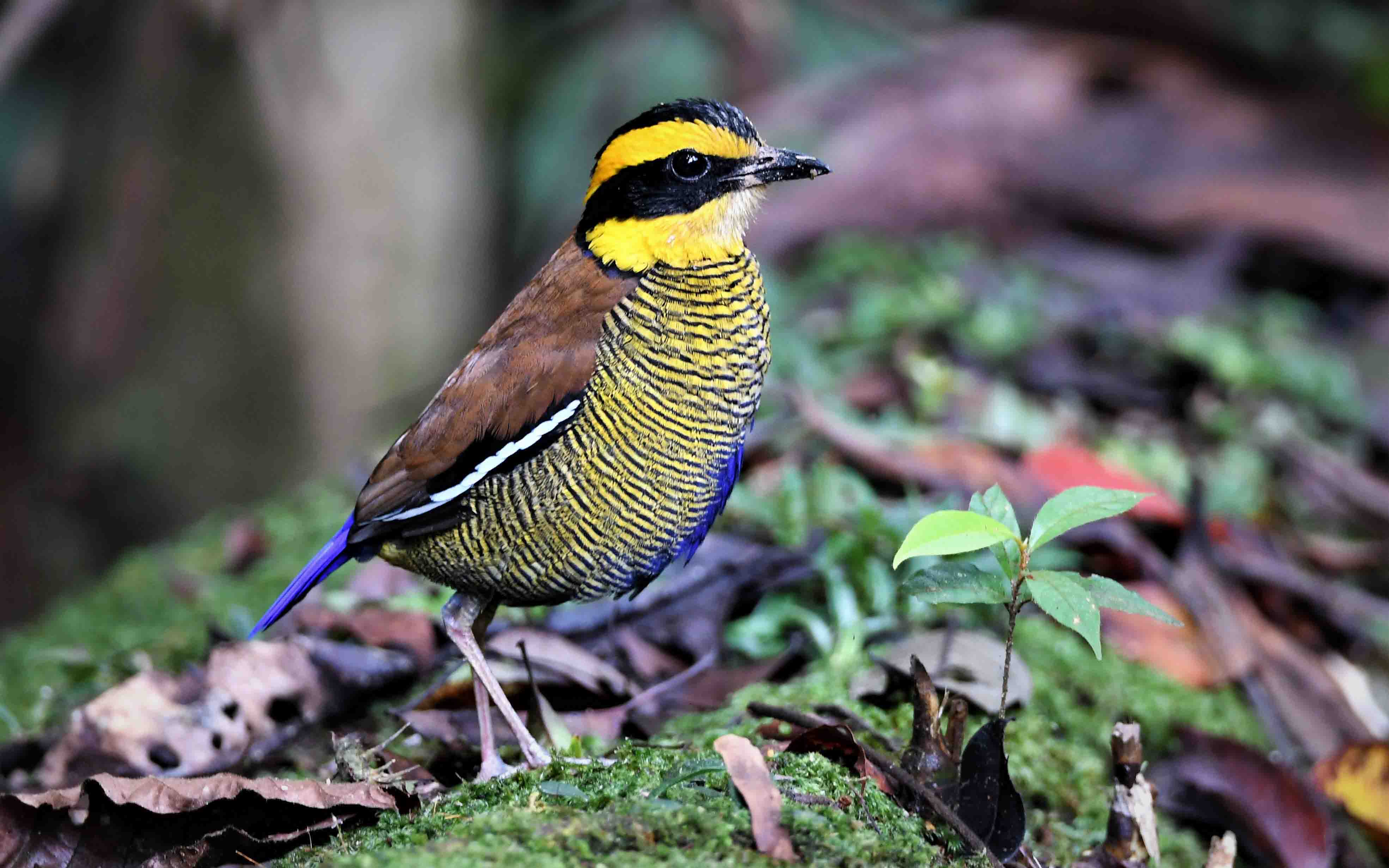 Borneo birding tours