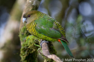 New Guinea birding tours