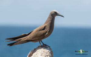 Sao Tome and Principe birding tours