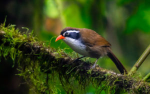 Vietnam birding tours