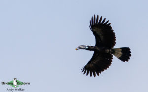 Malaysia birding tours