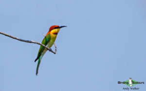 Thailand birding tours